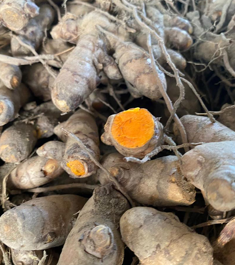 Turmeric