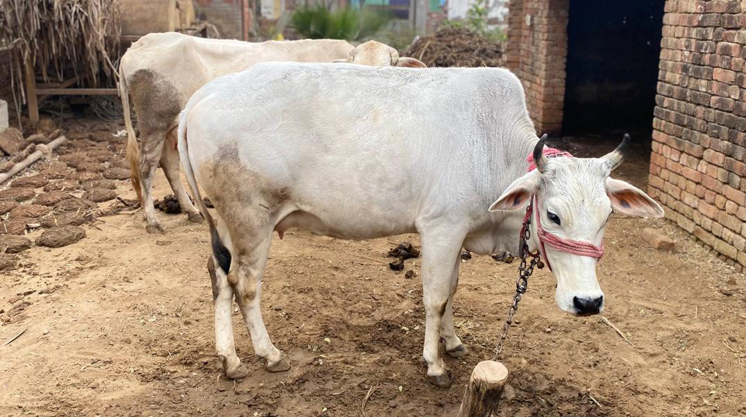 Desi Cow Bilona Ghee